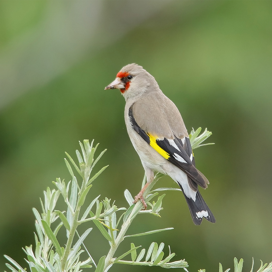 Birds of GilgitBaltistan European Goldfinch